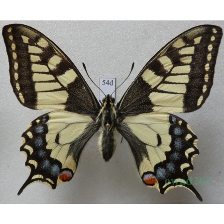 Papilio machaon Linnaeus, 1758 Paź królowej Czech 64mm54d